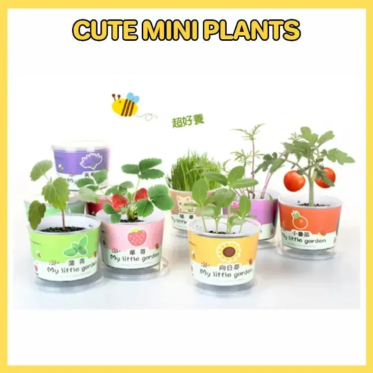 My Little Garden DIY Indoor Plant Kit - Image 4