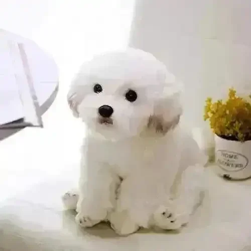 Real-like Maltese Dog Plush - Image 2